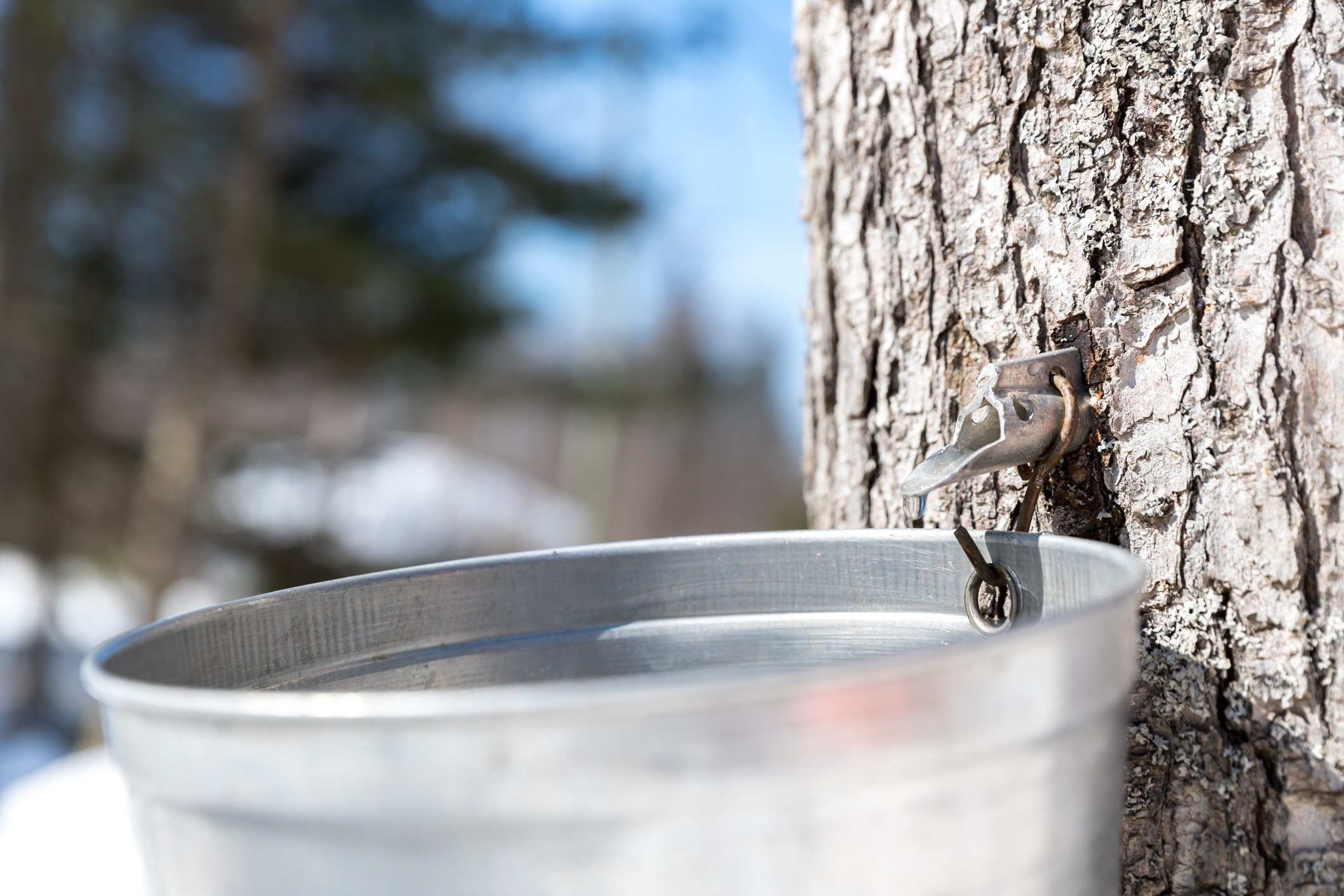 Grandfather and grandson tapping maple tree for maple syrup Blain's