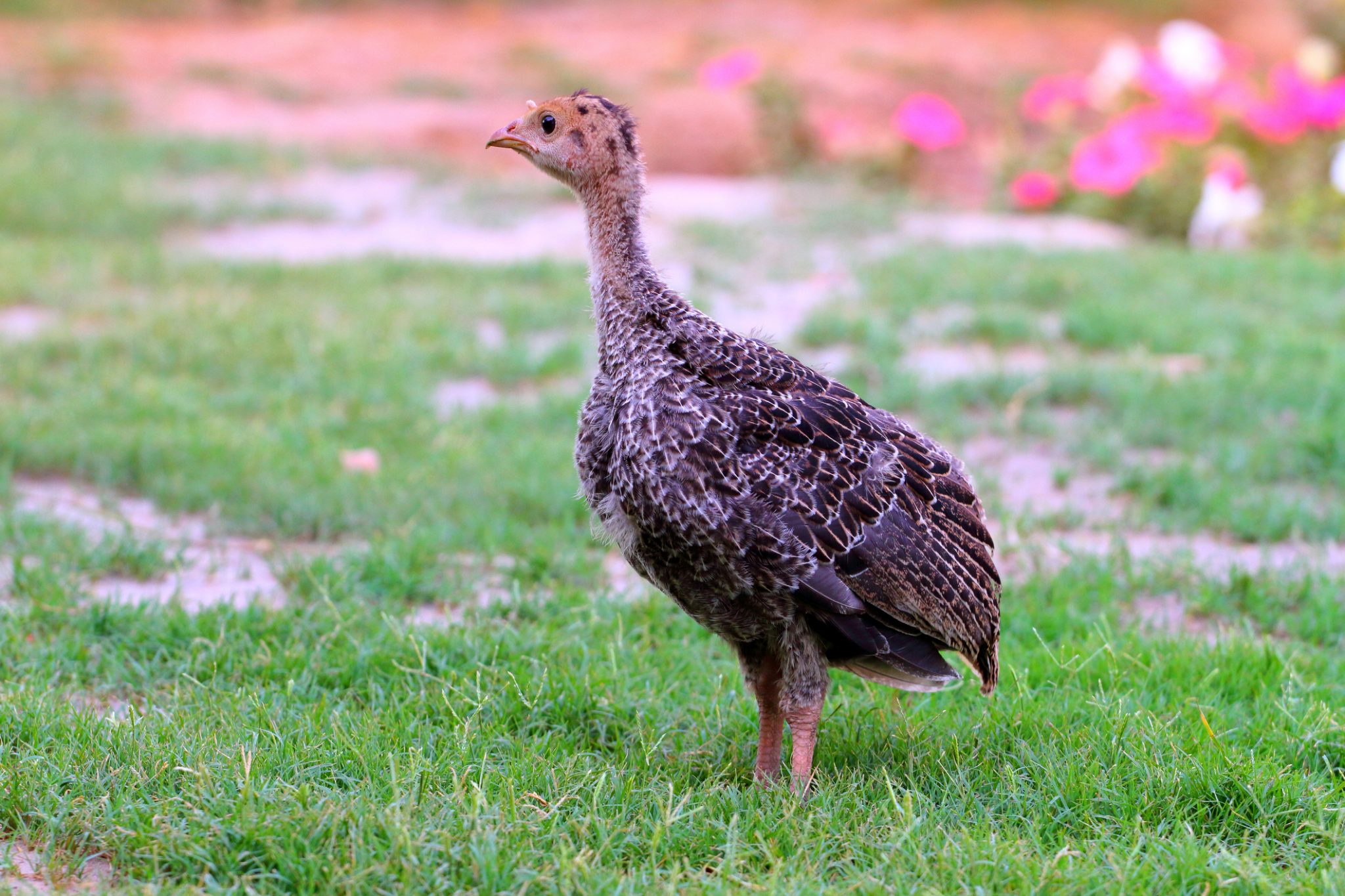Raising Healthy Turkey Poults 101 Blain's Farm & Fleet Blog
