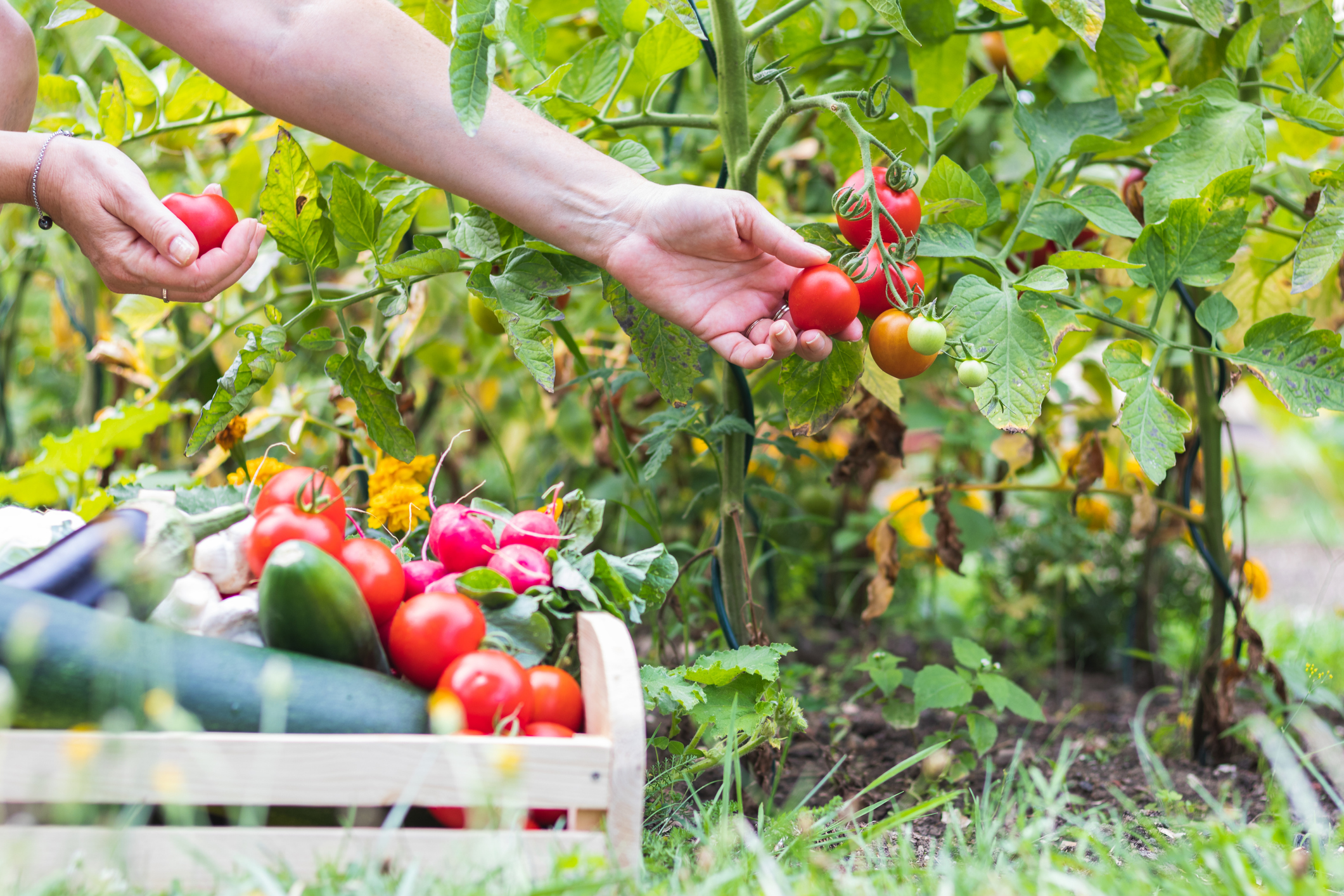 How to Start a Vegetable Garden for Beginners Blain's Farm & Fleet Blog