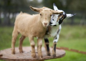 two young goats