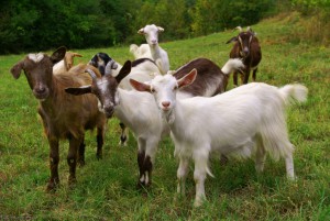 Herd of Goats standing in a field.