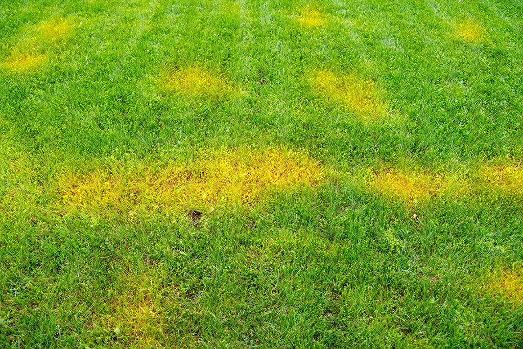 Why Is My Grass Turning Yellow? Blain's Farm & Fleet Blog