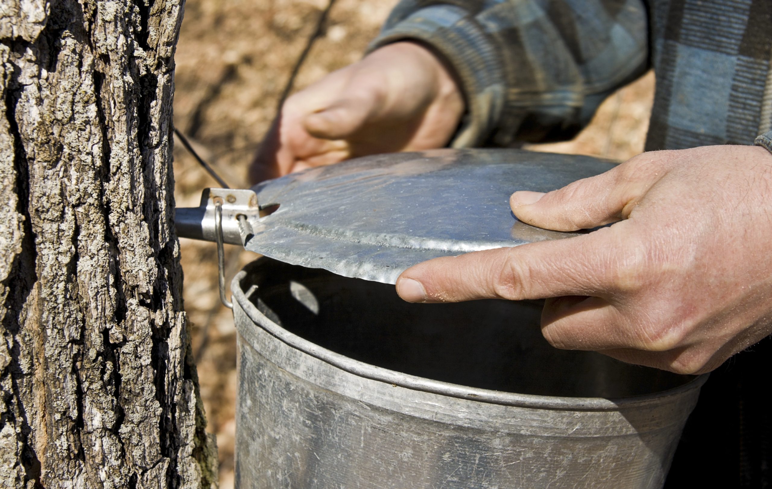 How to Clean Maple Sugaring Equipment Blain's Farm & Fleet Blog