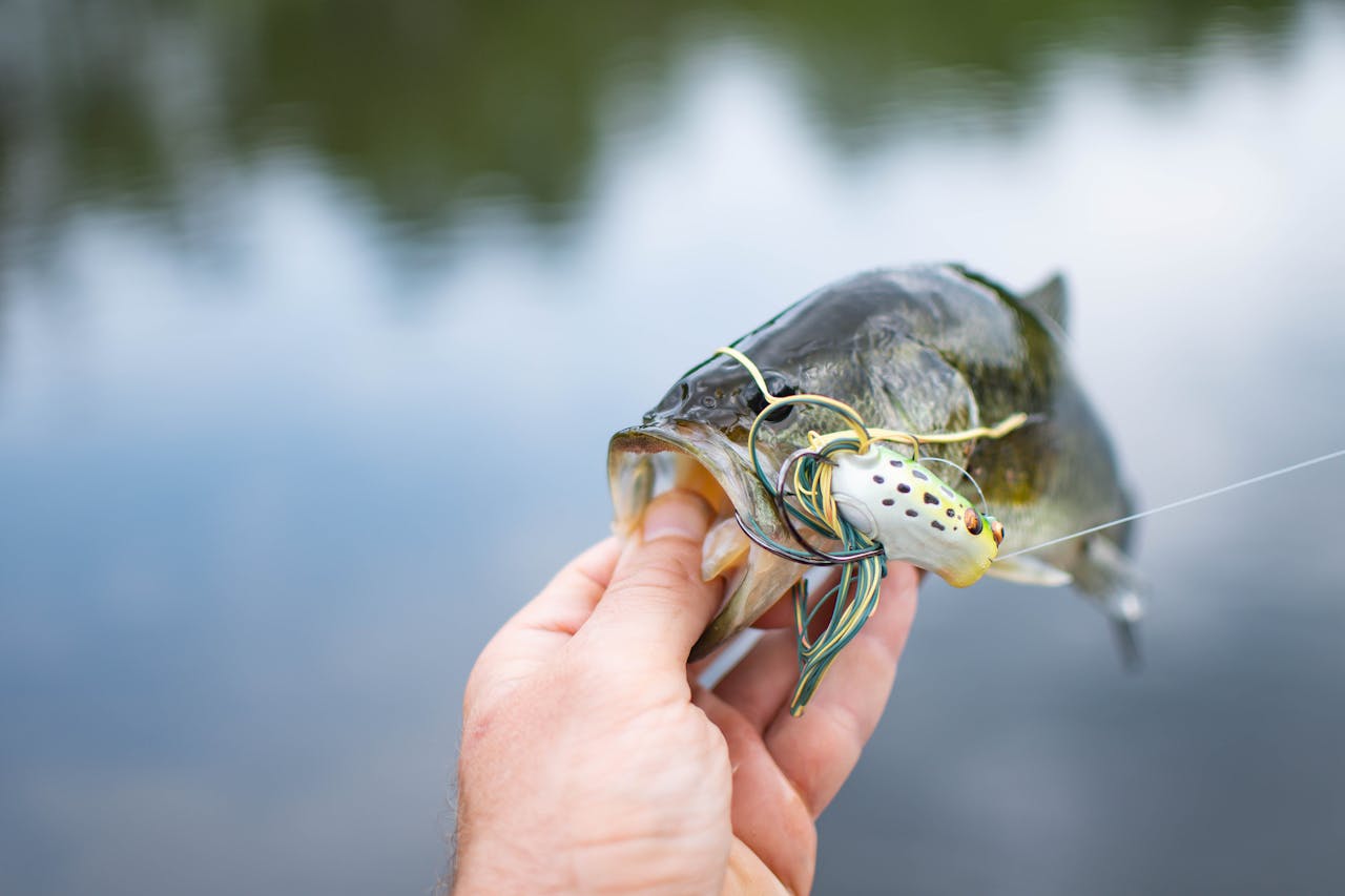 5 Best Fishing Lures for Bass | Blain's Farm & Fleet