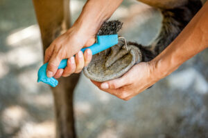 woman cleaning a horse's hoof with hoof pick