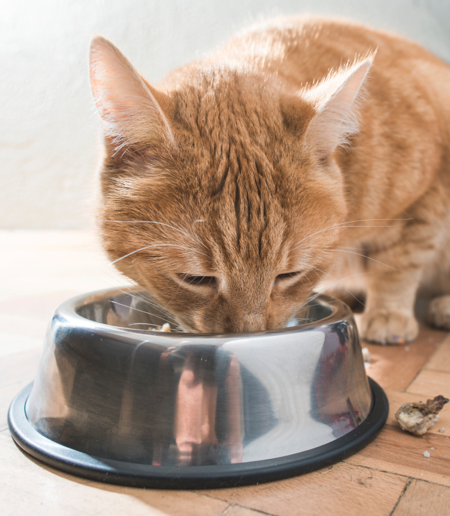 Cat Food Buying Guide Blain's Farm & Fleet Blog