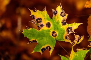 diseased maple leaf