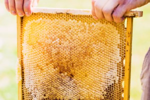 Harvesting Honey From Your Hive