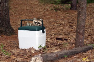 Protecting Your Campsite From Animals Blain S Farm Fleet Blog