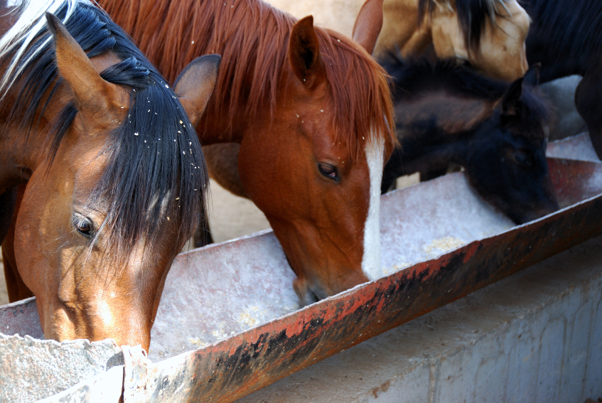 Selecting the Right Horse Feed Blain's Farm & Fleet Blog