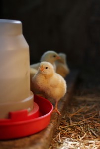 Chicken Feeder & Waterer Buyer's Guide