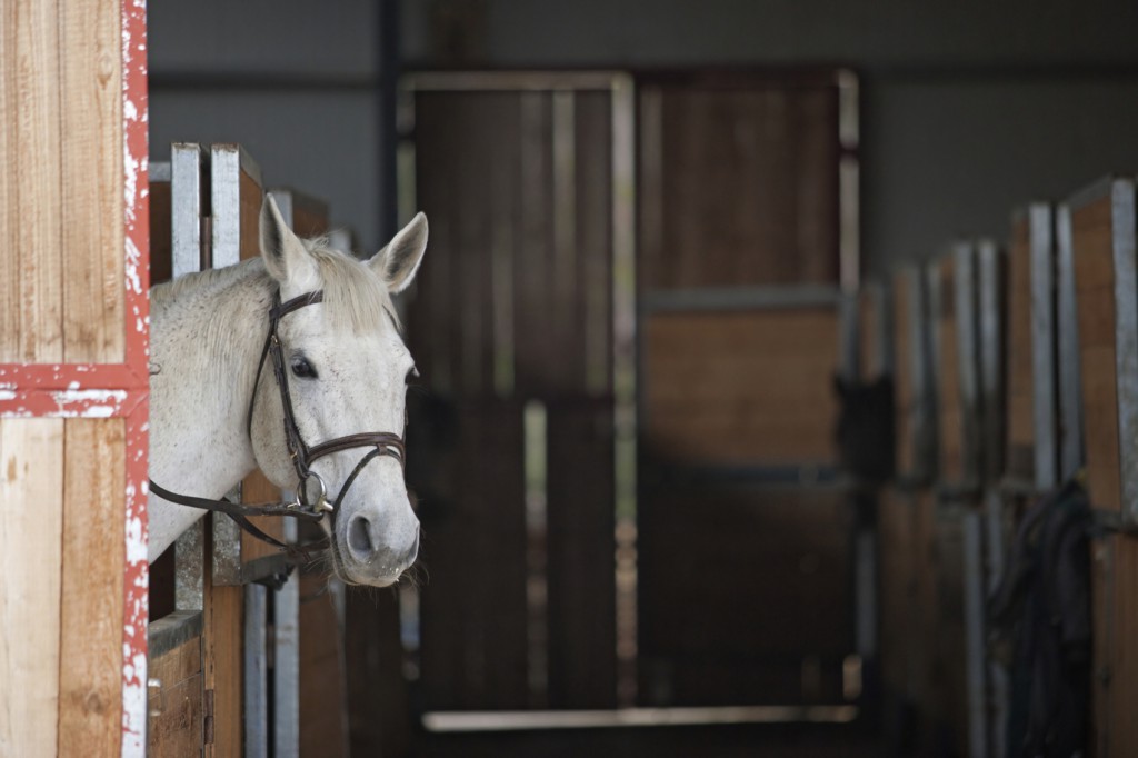 Selecting the Right Stall MAt Blain's Farm & Fleet Blog