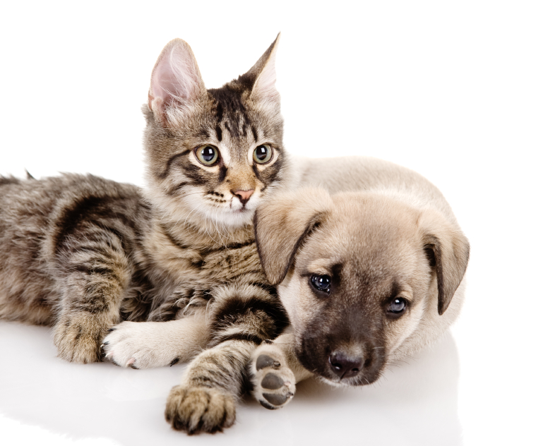 Find Pet Adoption Events Near You Blain s Farm Fleet Blog Find Pet Adoption Events Near You Blain s Farm Fleet Blog