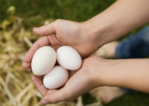 Which Chickens are Best for Egg Production?