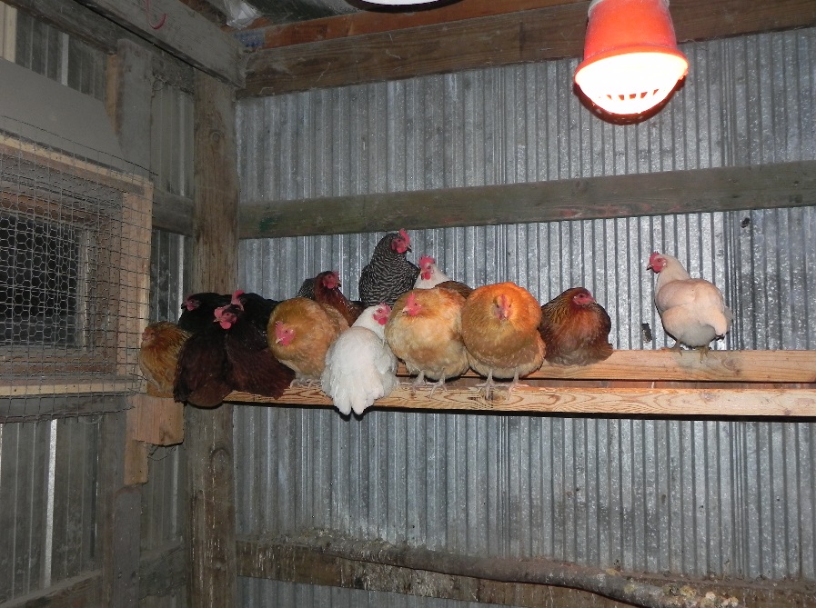 Caring For Your Flock In Extreme Cold Blain's Farm & Fleet Blog