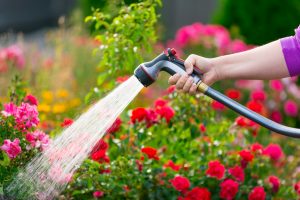 woman watering flowers with hose