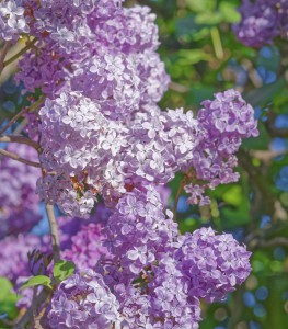 How to Prune Lilac Bushes
