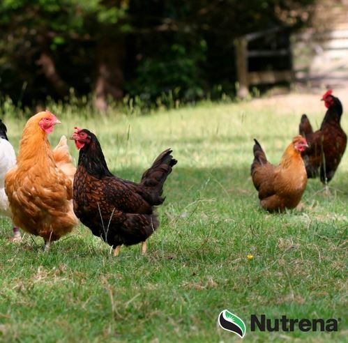Poultry Free Ranging Free Range Poultry, the Inside Scoop | Blain's Farm & Fleet