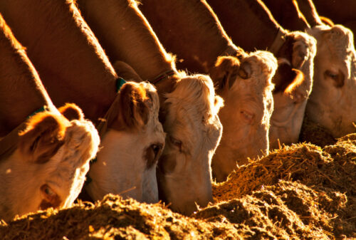 Line of cattle eating