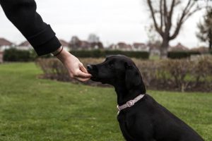 5 Basic Commands to Teach Your Dog