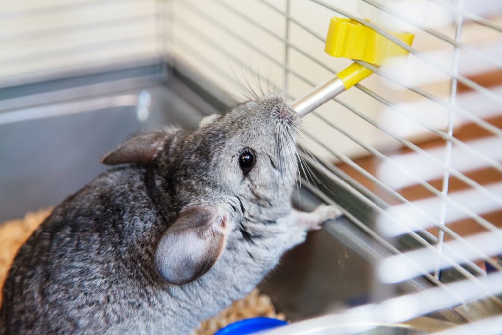 Caring For Your Pet Chinchilla Blain's Farm & Fleet Blog