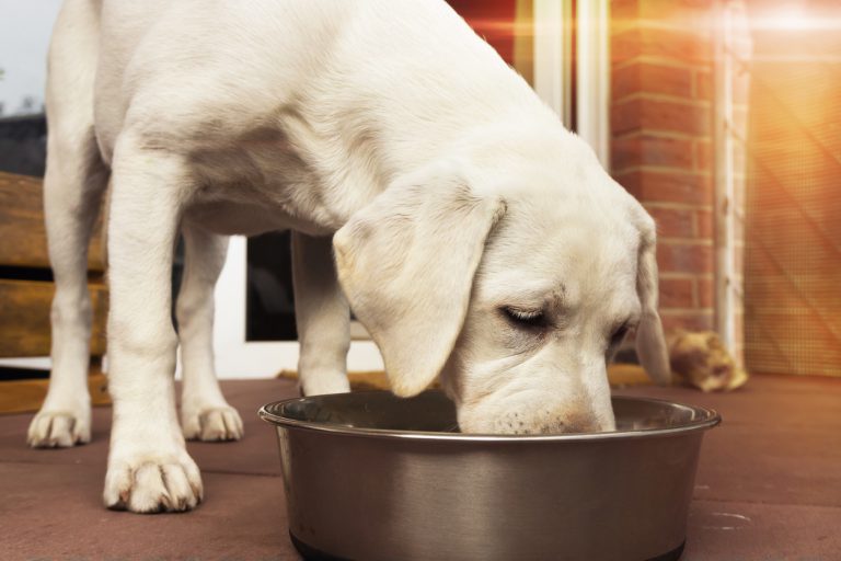 Tips for Dogs Who Eat Too Fast Blain's Farm & Fleet Blog