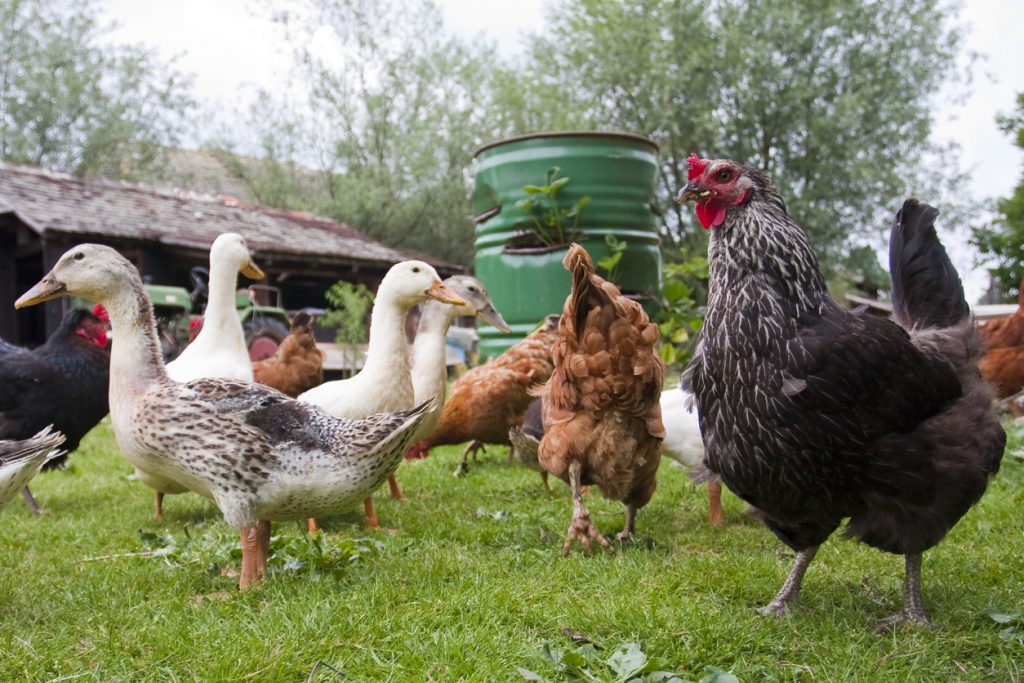 Can Chickens & Ducks House Together? Blain's Farm & Fleet Blog