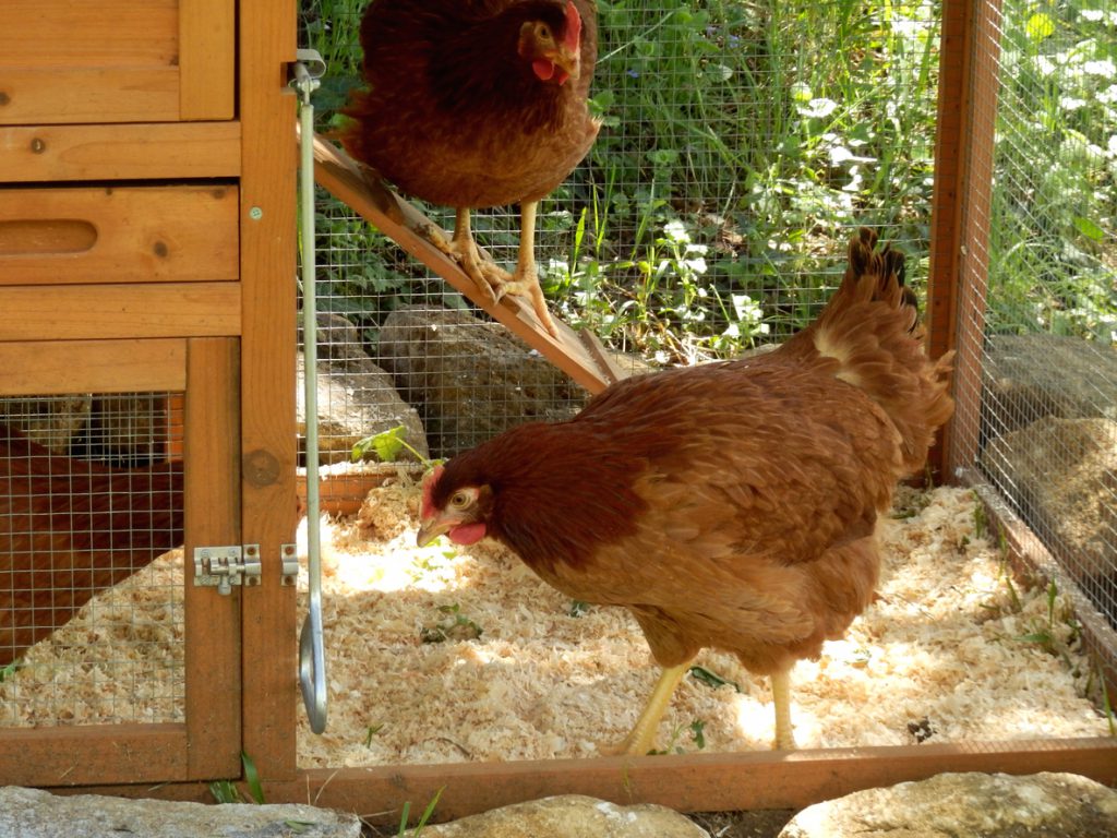 Selecting the Right Bedding for Your Chickens Blain's Farm & Fleet Blog