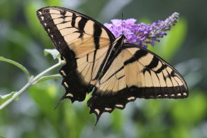 How to Make a Butterfly Garden