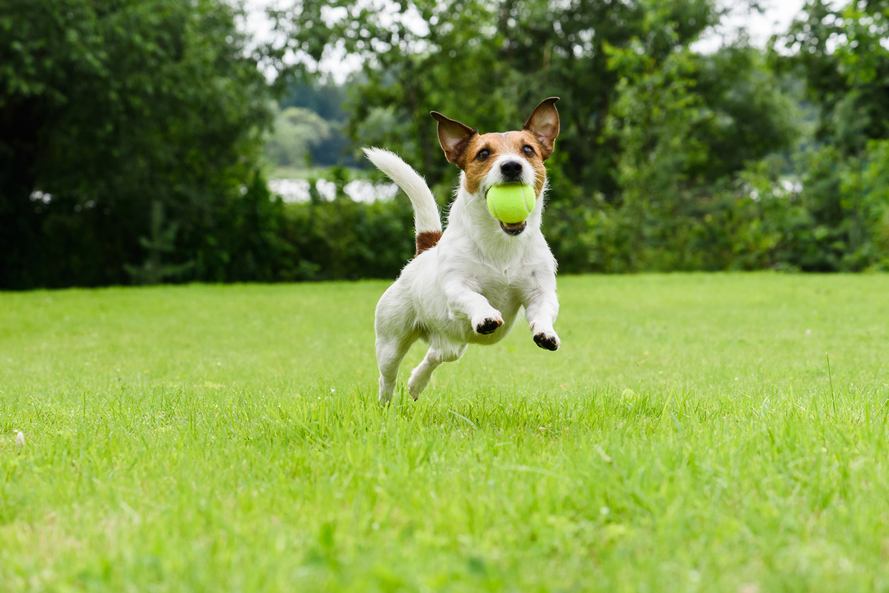 How to Train Your Dog to Your New Fence Blain's Farm & Fleet Blog
