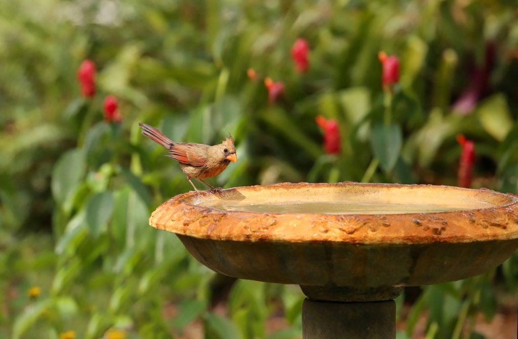 Texas Birds Of Prey Identification: Avoid These Common Birding Mistakes! - ho8v7s6