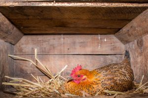 9 Reasons Hens Stop Laying Eggs Blain S Farm Fleet Blog