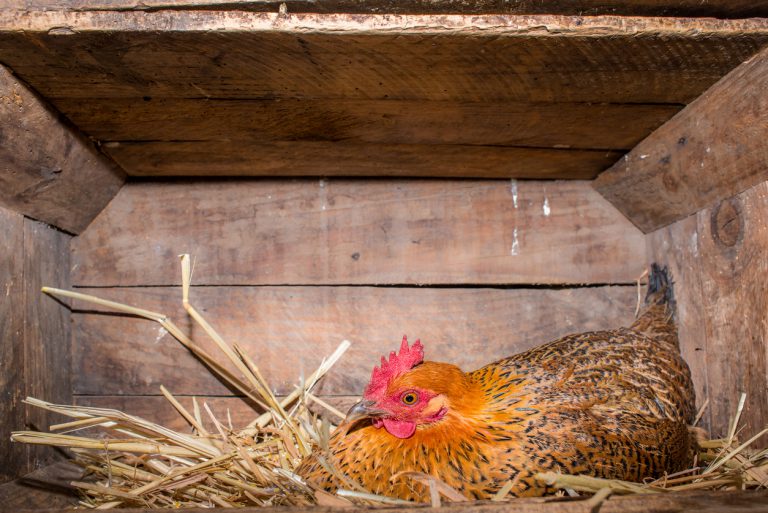 9 Reasons Hens Stop Laying Eggs Blain's Farm & Fleet Blog
