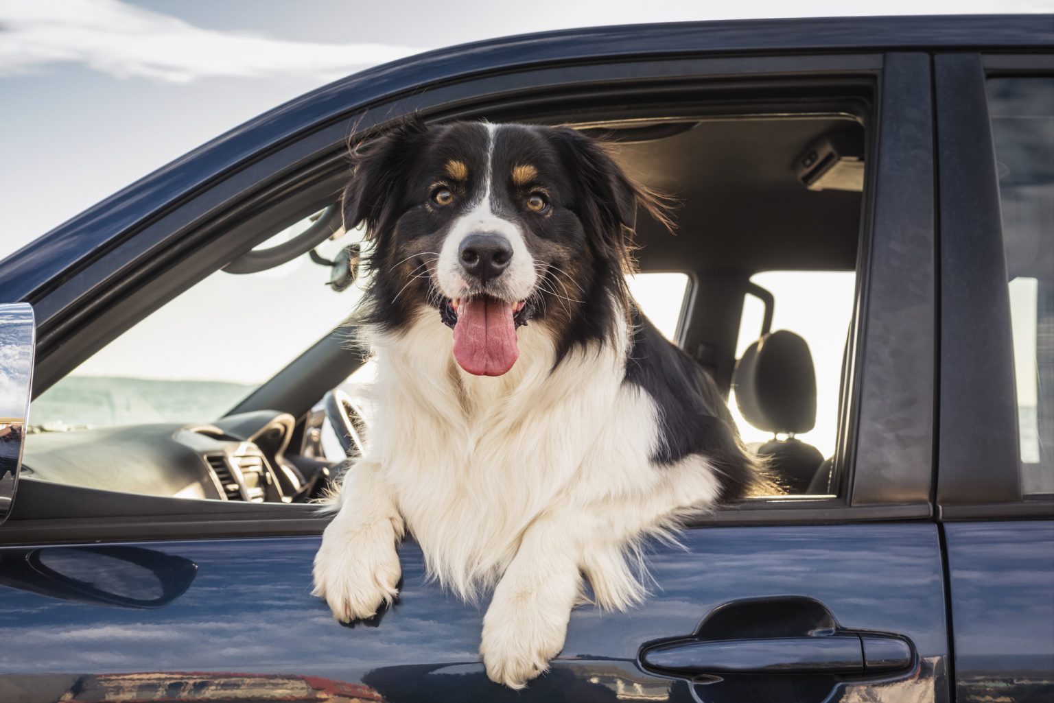 Tackling Your Dog's Car Anxiety Blain's Farm & Fleet Blog