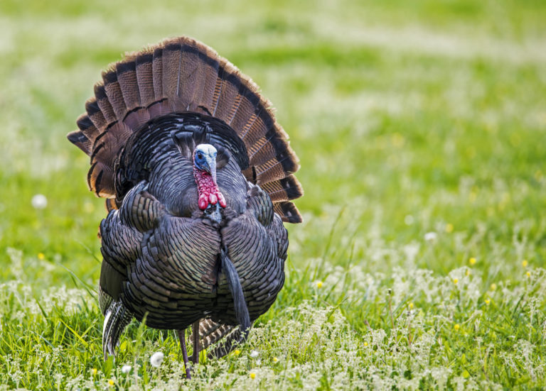 Spring Turkey Hunting Seasons Blain's Farm & Fleet Blog