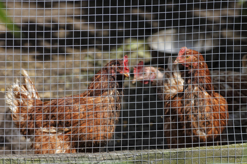 How to Build a Chicken Wire Fence Blain's Farm & Fleet Blog