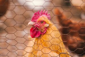 chicken behind wire fence