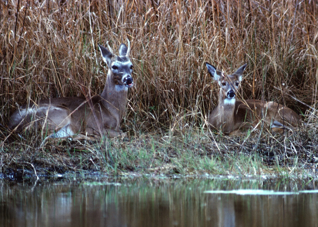 Different Types of Deer Bedding Areas Blain's Farm & Fleet Blog