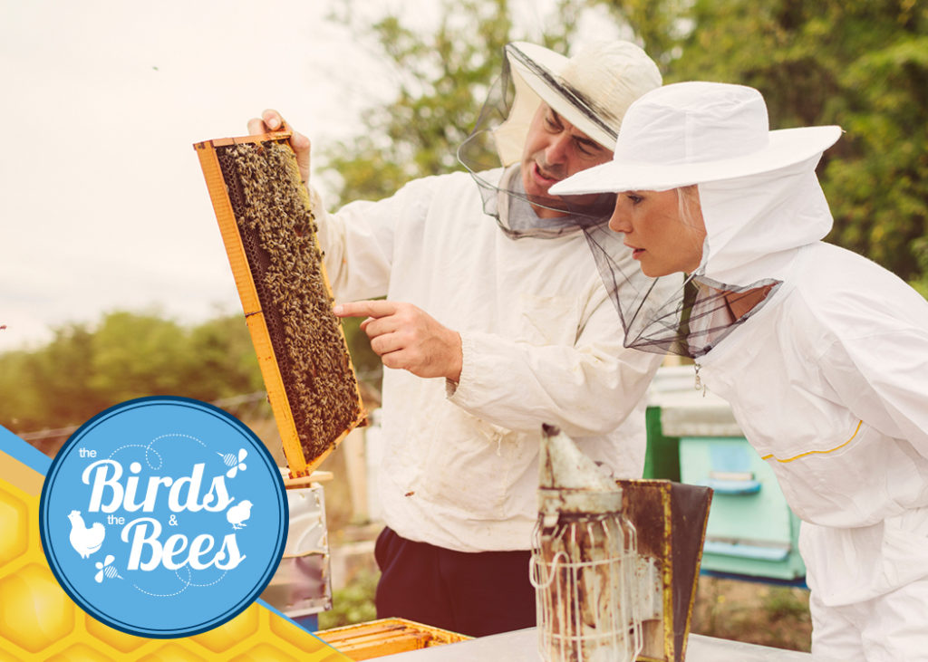 How to Order & Prepare for Honey Bees Blain's Farm & Fleet Blog