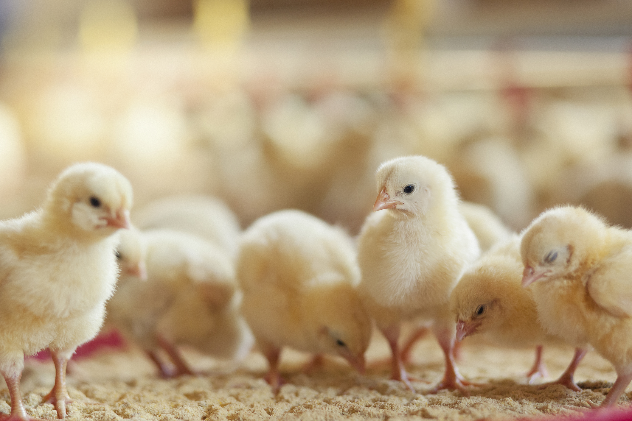 How to Care for Baby Chicks Blain's Farm & Fleet Blog