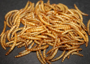 Mealworms Bird Food