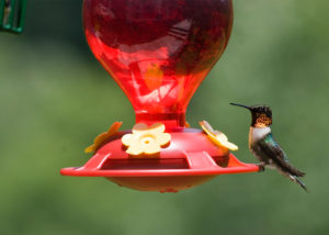 Nectar Bird Food