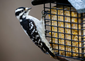 Suet Birdseed