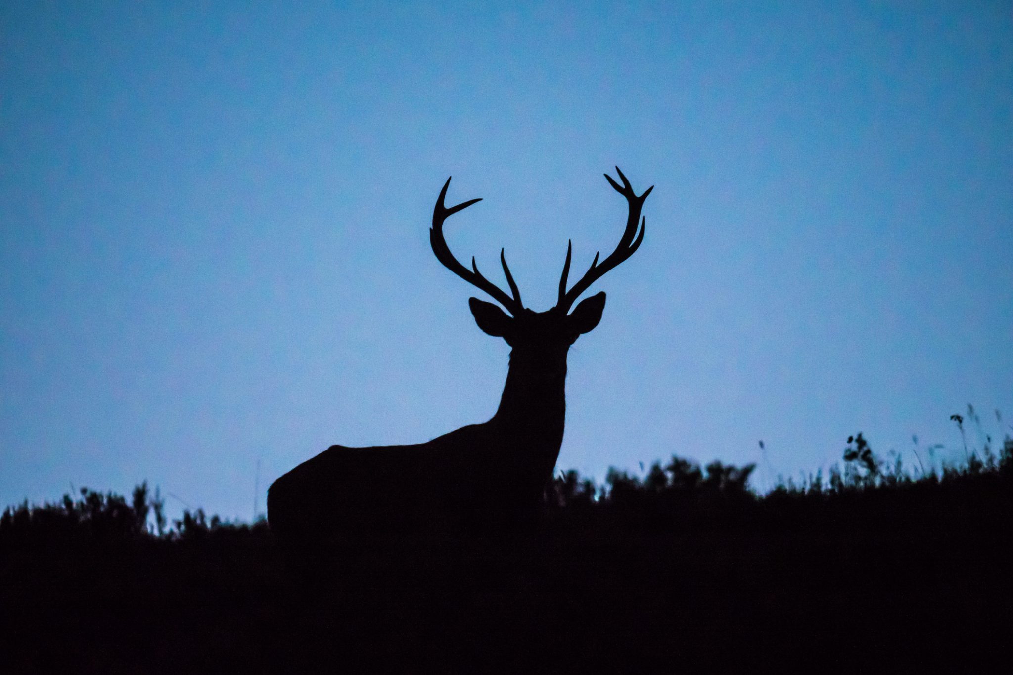 The Hunt Is On At Blain s Farm Fleet Blain s Farm Fleet Blog