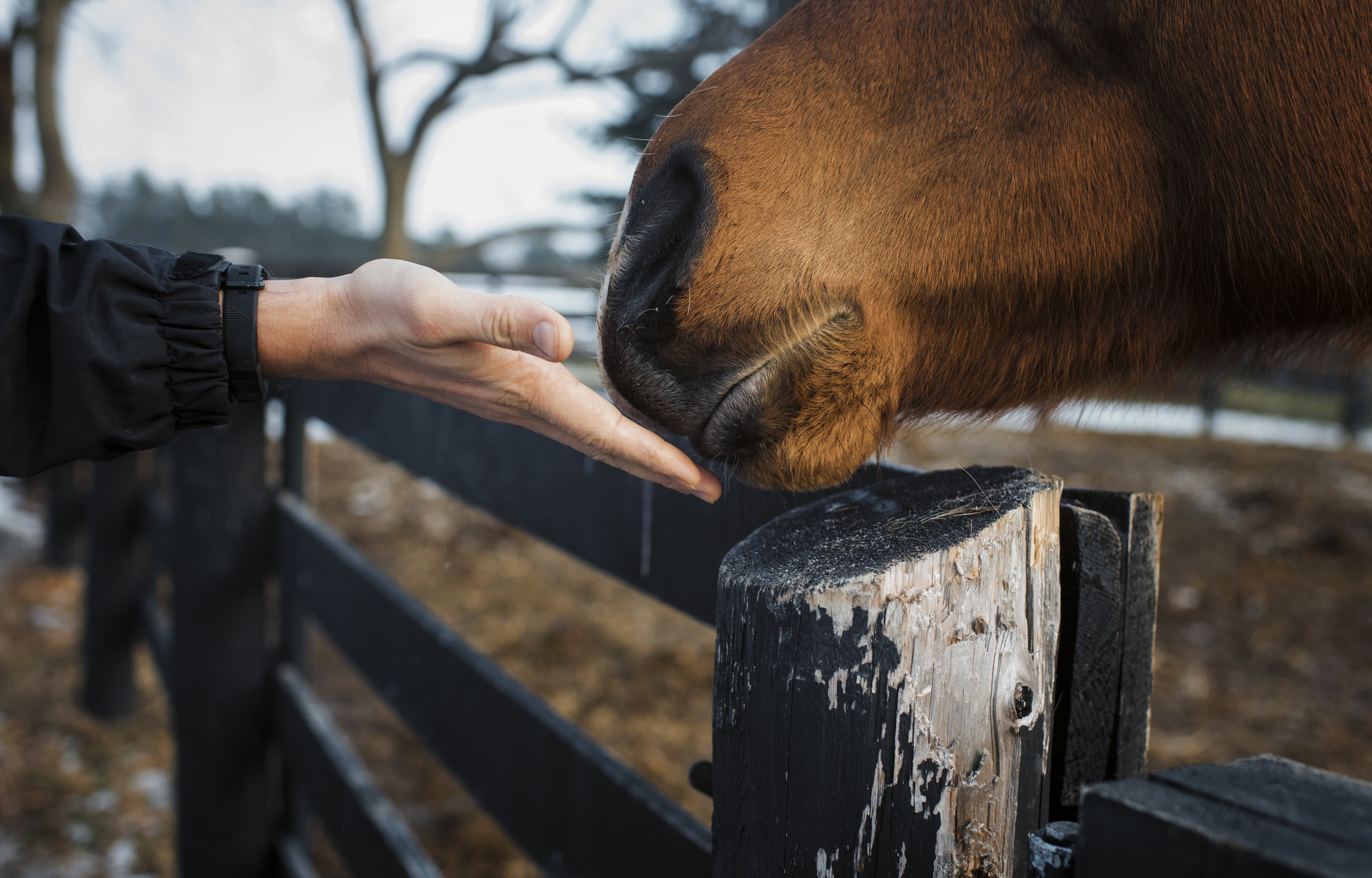 Senior Horse Care Retiree vs. Performance Horse Blain's Farm & Fleet