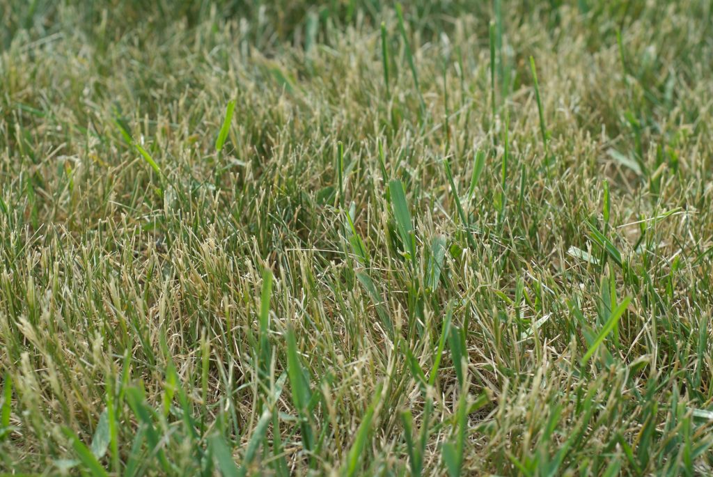 When to Apply Crabgrass Preventer Blain's Farm & Fleet Blog