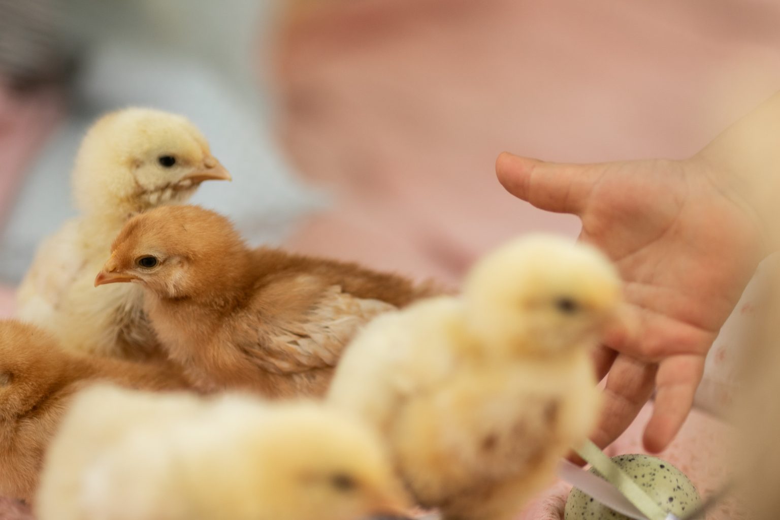Chicken Bedding Tips Blain's Farm & Fleet Blog