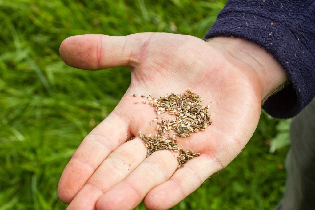Benefits of Grass Seeding Your Lawn Blain's Farm & Fleet Blog