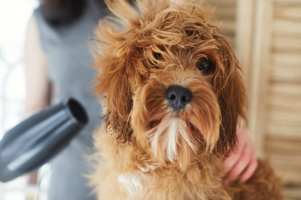 Pet Grooming Tips for Summer | Blain's Farm & Fleet Blog