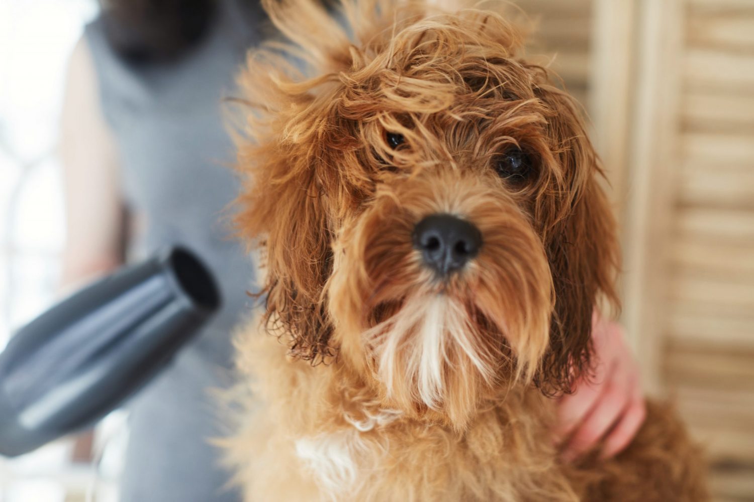 Pet Grooming Tips for Summer | Blain's Farm & Fleet Blog